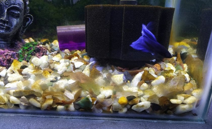 What Causes Brown Algae in Fish Tanks?