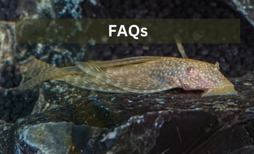 pleco faqs