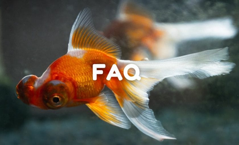 faq image