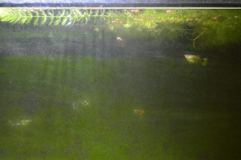 Green Water Algae in a fish tank