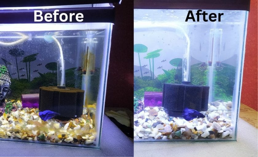 alage in a fish tank before and after picture