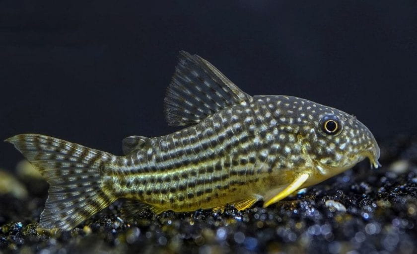 cory catfish