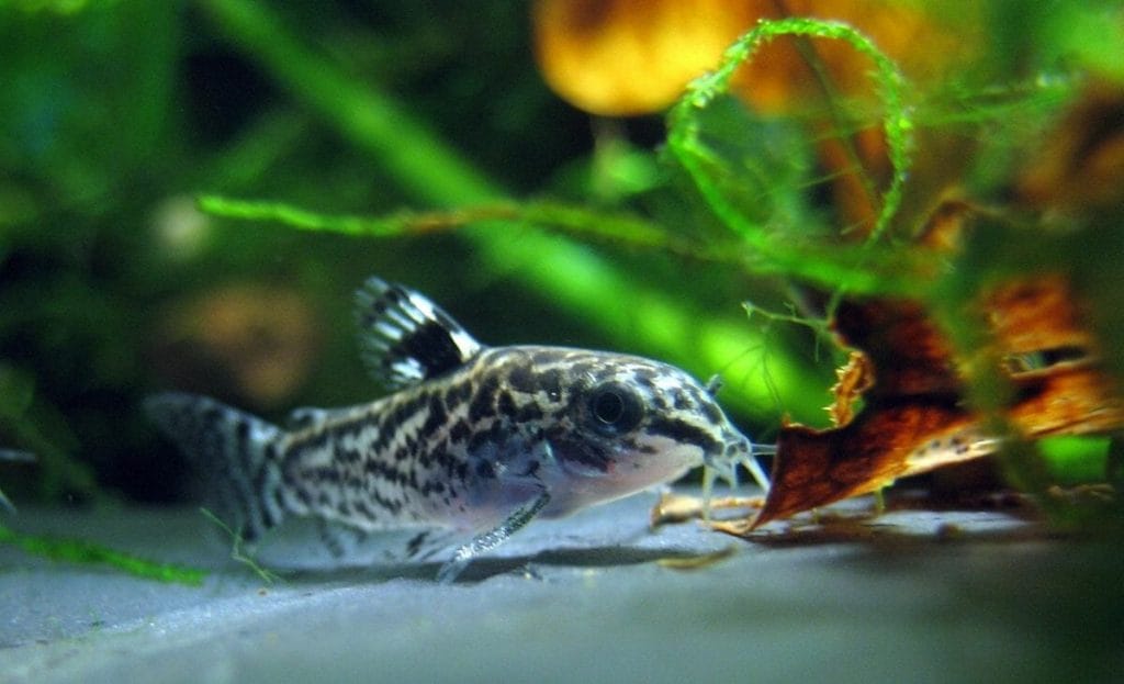 aquarium catfish