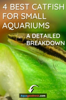 4 Best Catfish for Small Aquariums (With a Detailed Breakdown) image