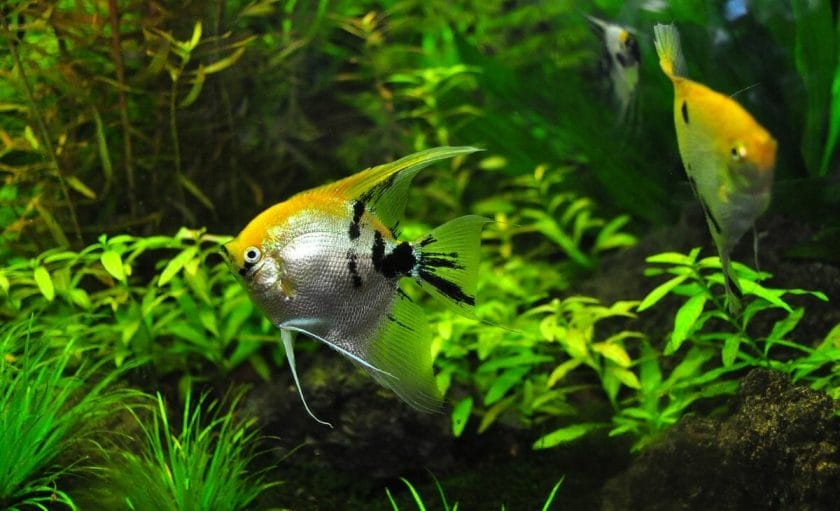 angelfish