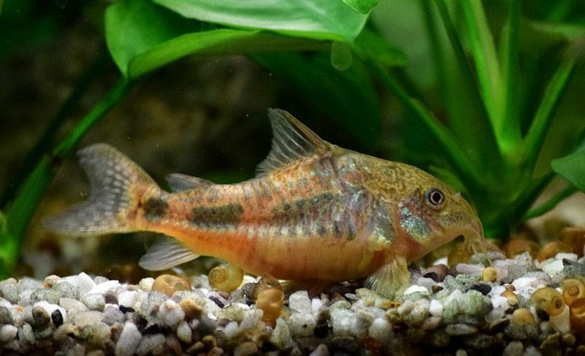 Corydoras Catfish