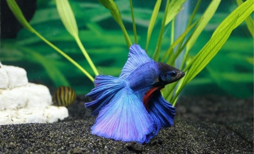 betta fish