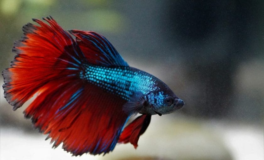 betta fish 