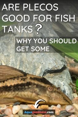 Are Plecos Good for Fish Tanks? (Why You Should Get Some) image