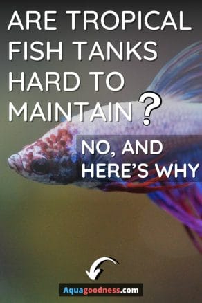 Are Tropical Fish Tanks Hard to Maintain? (No, and Here’s Why) image