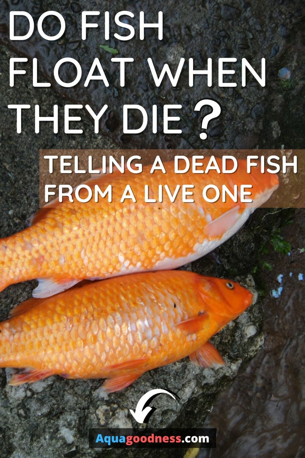Do Fish Float When They Die? Telling A Dead Fish From A Live One