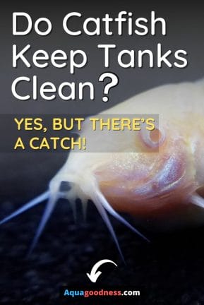 Do Catfish Keep Tanks Clean? (Yes, but There’s a Catch!) image