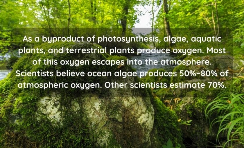 Does Algae Oxygenate Water