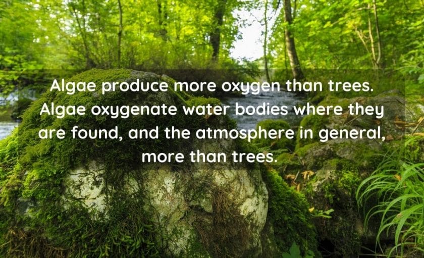 Does Algae Produce More Oxygen Than Trees