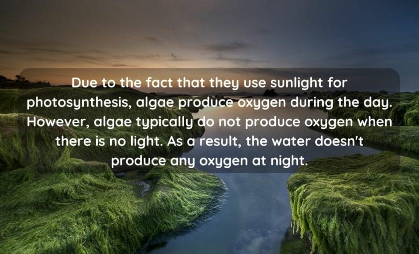 Does Algae Produce Oxygen At Night