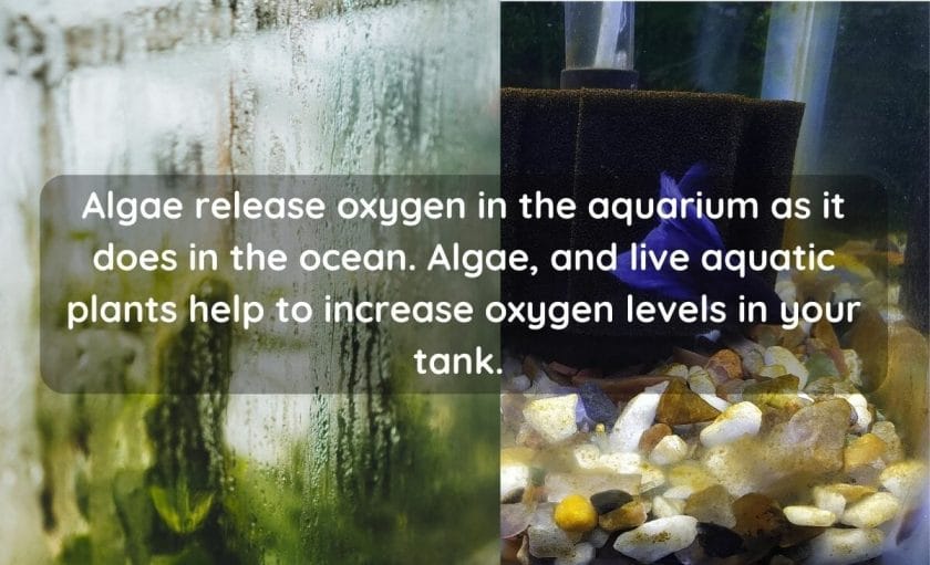 Does Algae Produce Oxygen in Aquariums