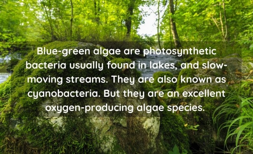 Does Blue-Green Algae Produce Oxygen