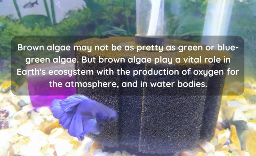 Does Brown Algae Produce Oxygen