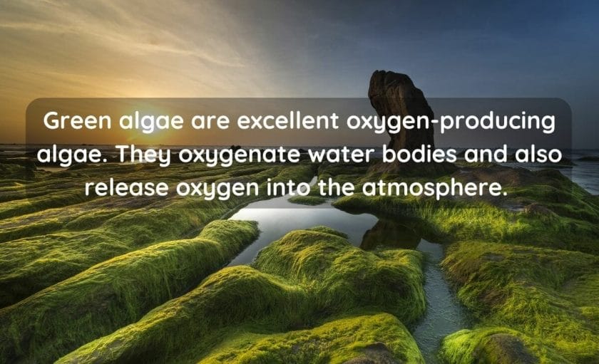 Does Green Algae Produce Oxygen