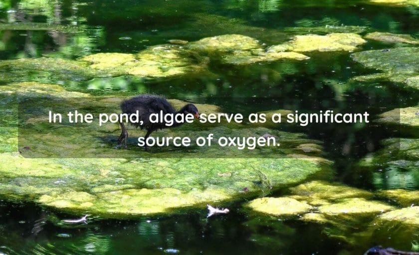 Does Pond Algae Produce Oxygen