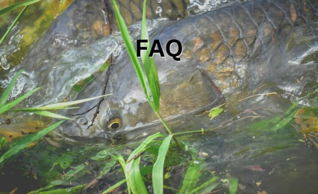 Do Fish Float When They Die? Telling A Dead Fish From A Live One