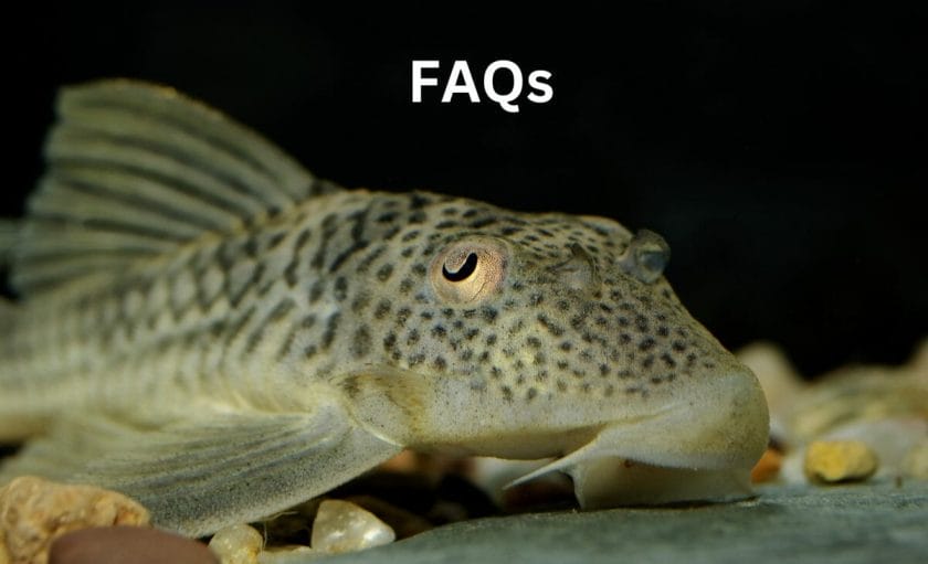 pleco faq