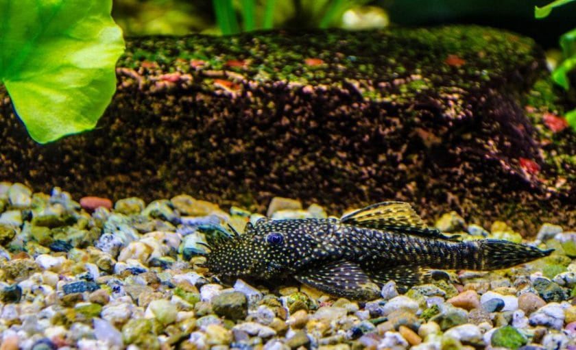 Bristlenose Plecos