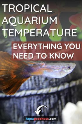 Tropical Aquarium Temperature (Everything You Need to Know) image