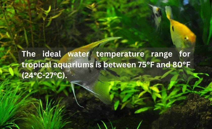 What Is the Ideal Water Temperature Range for Tropical Aquariums