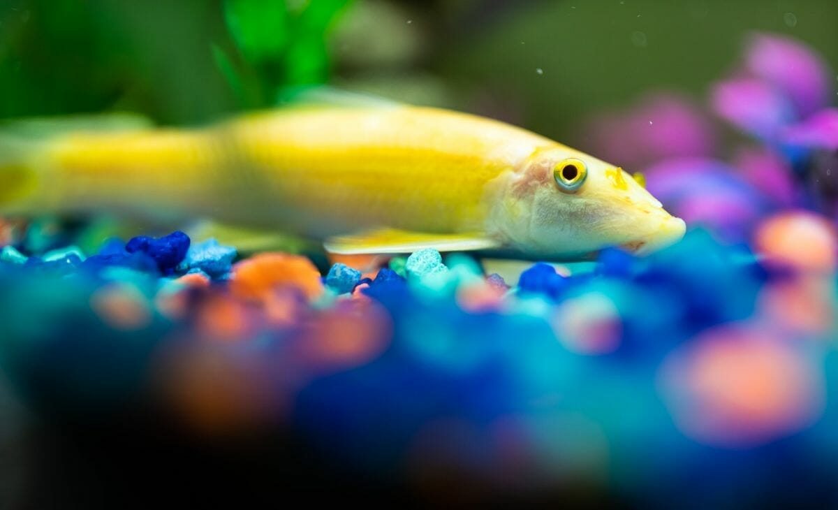 Do Fish Float When They Die? Telling A Dead Fish From A Live One