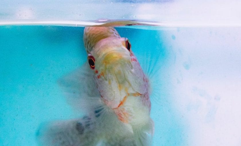 fish floating in aquarium