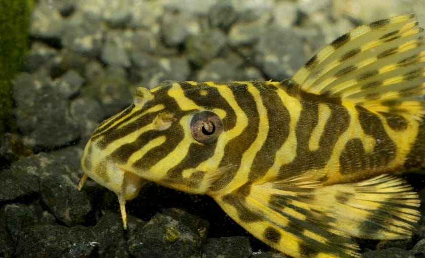 clown pleco