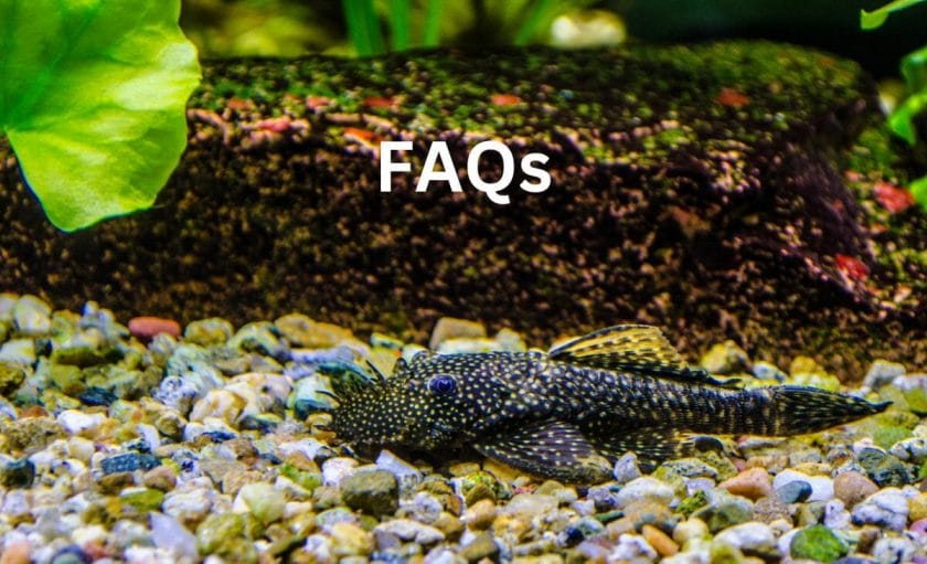 Bristlenose Pleco faqs