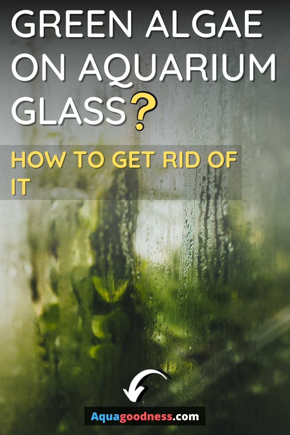 Green Algae on Aquarium Glass (And How to Get Rid of It)