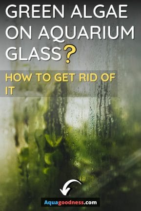 Green Algae on Aquarium Glass (And How to Get Rid of It) image