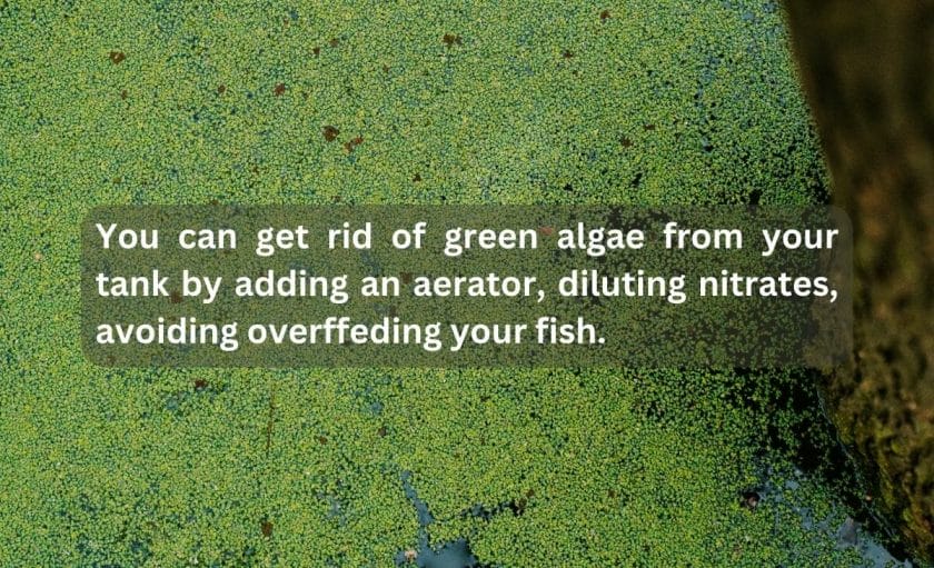 How to Get Rid of Green Algae on Aquarium Glass