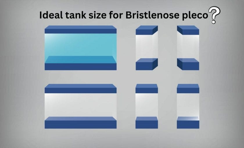 ideal tank size for bristlenose pleco