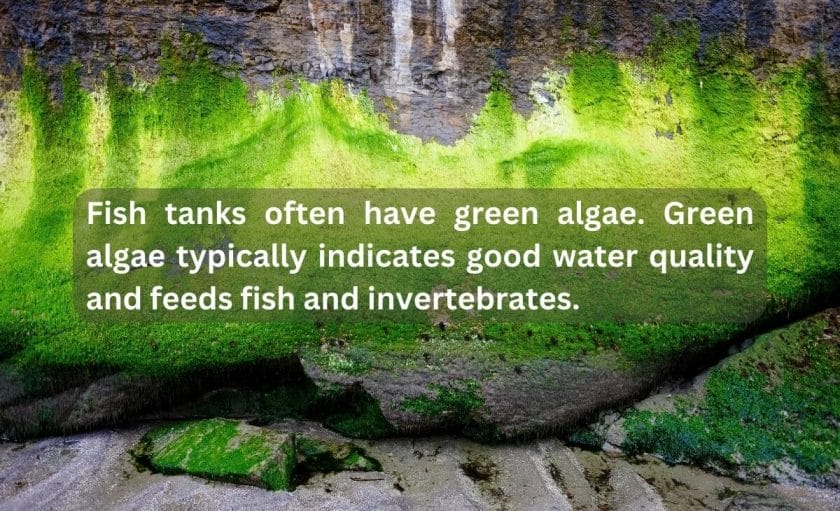 What Is Green Algae?