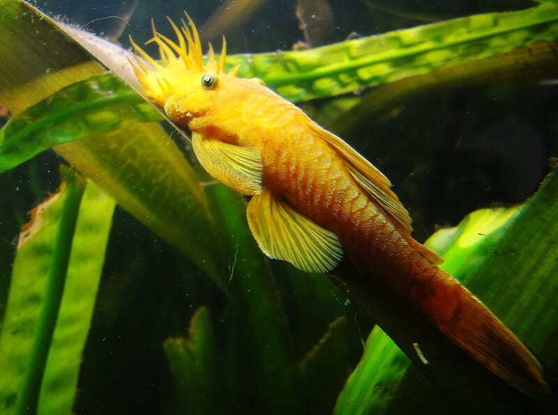 Albino Bristlenosepleco