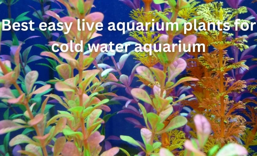 Best easy live aquarium plants for cold water aquarium
