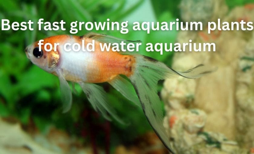 Best fast growing aquarium plants for cold water aquarium