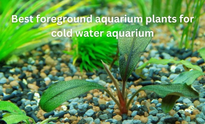 Best foreground aquarium plants for cold water aquarium