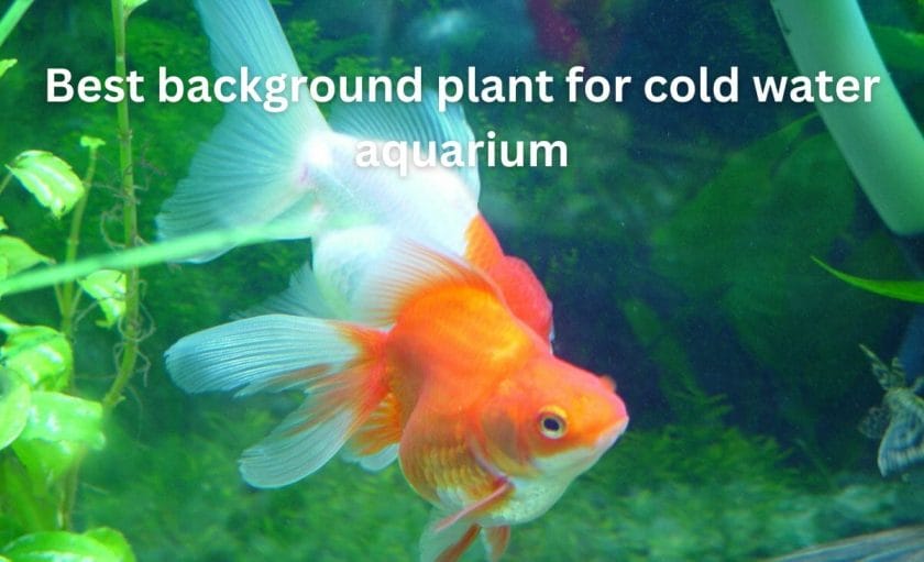 Best background plant for cold water aquarium