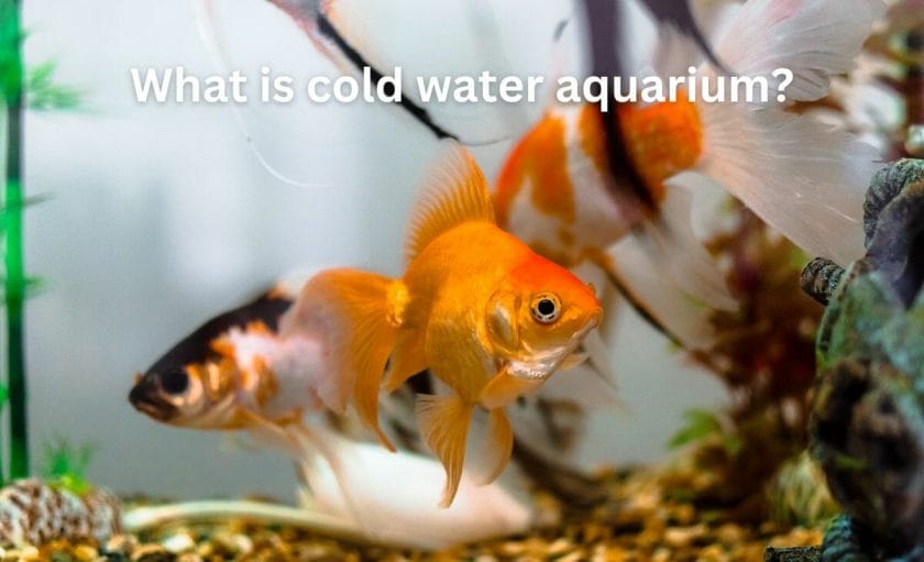 What is a cold water aquarium?