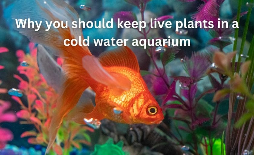 Why you should keep live plants in a cold water aquarium