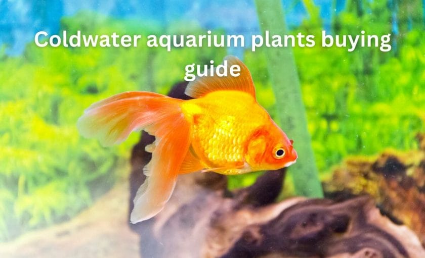 Coldwater aquarium plants buying guide