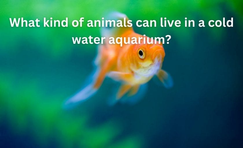 What kind of animals can live in a cold water aquarium?