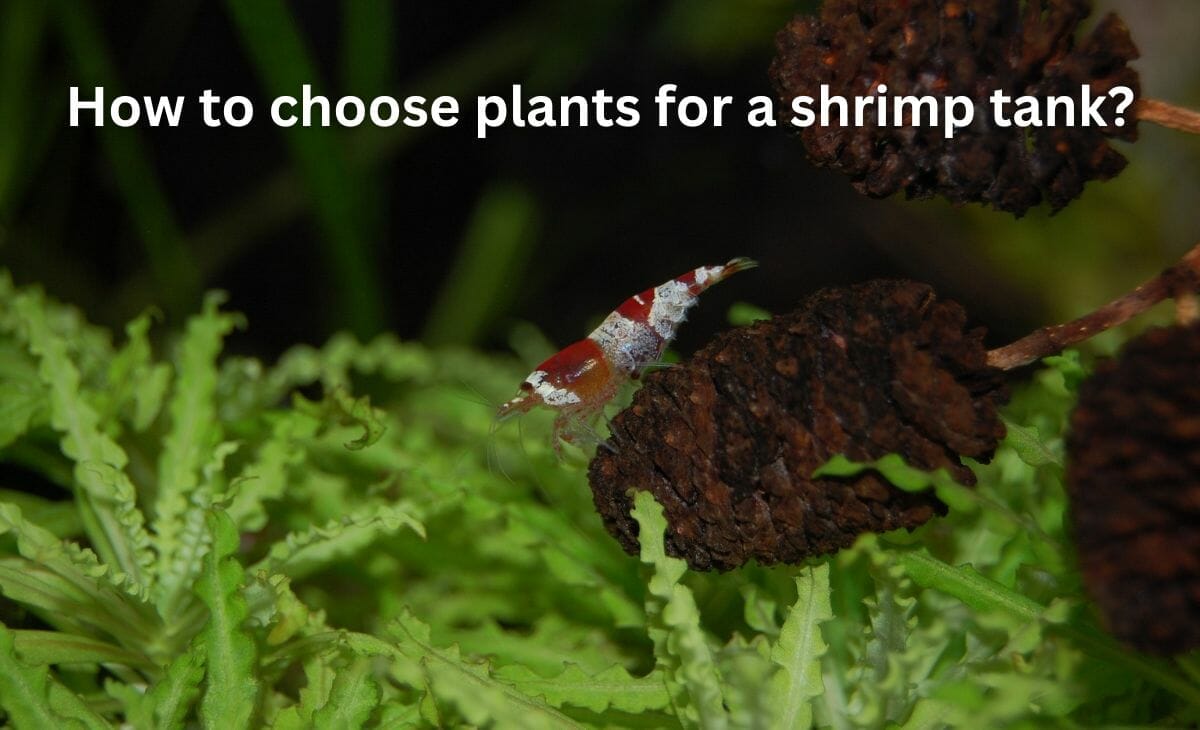 21 Best Aquarium Plants for Shrimps (Floating & Carpet Plants Included) Aqua Goodness