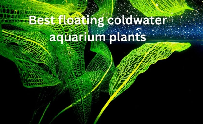 Best floating coldwater aquarium plants