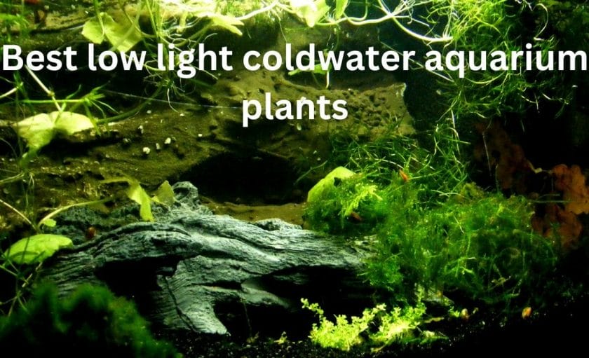 Best low light coldwater aquarium plants